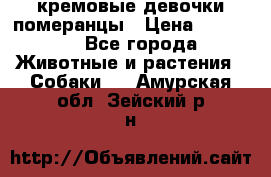 кремовые девочки померанцы › Цена ­ 30 000 - Все города Животные и растения » Собаки   . Амурская обл.,Зейский р-н